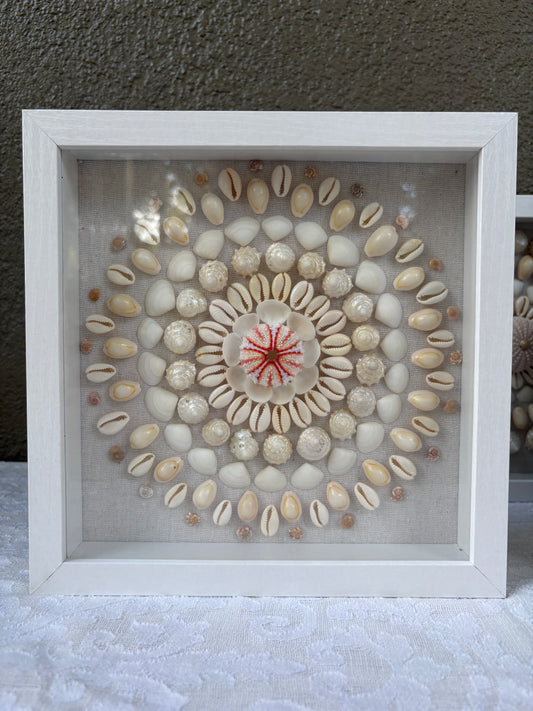 Shell Medallion Collection No. 3 | Framed Shell Art