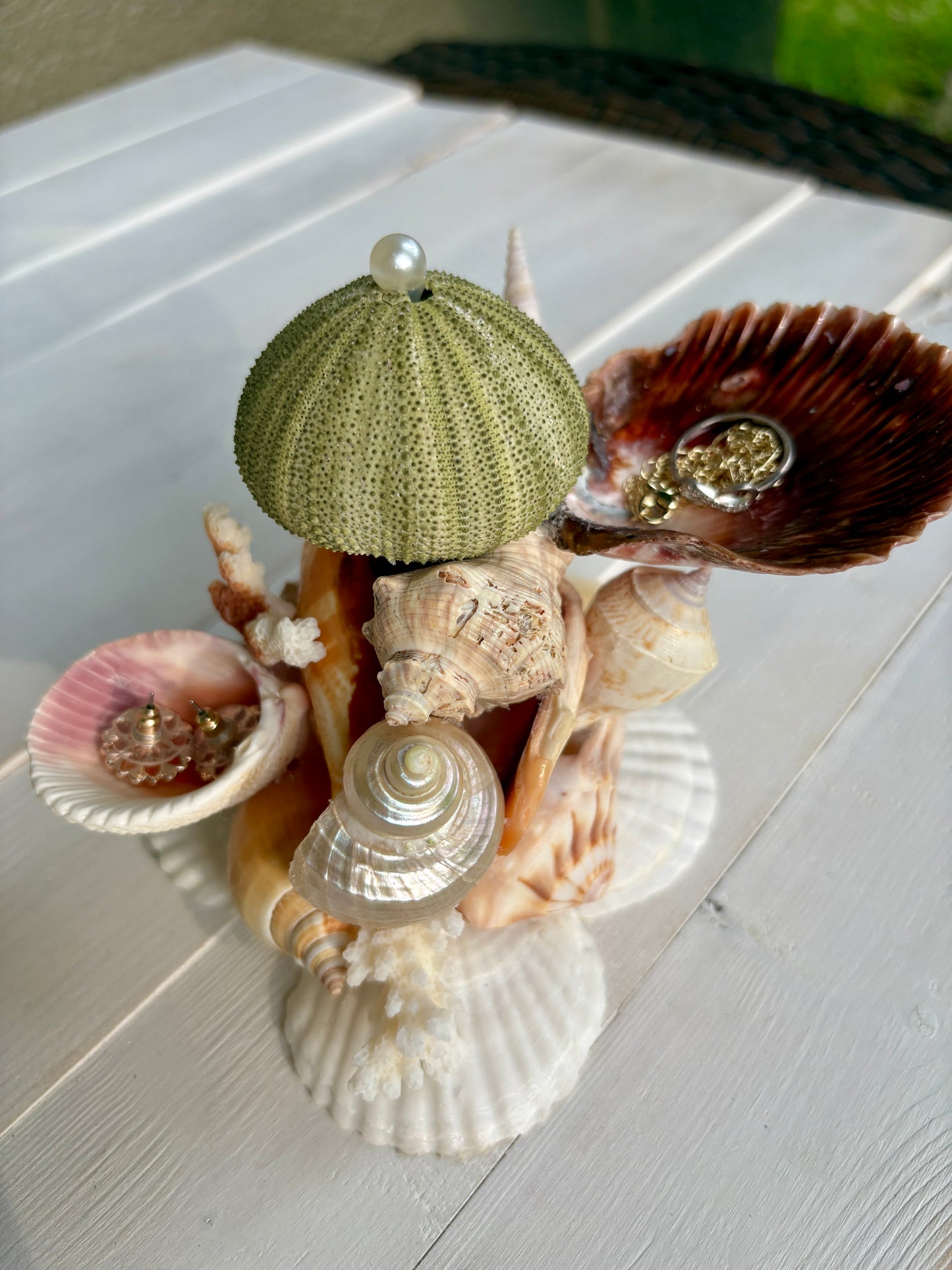 Mini Seashell Jewelry Display