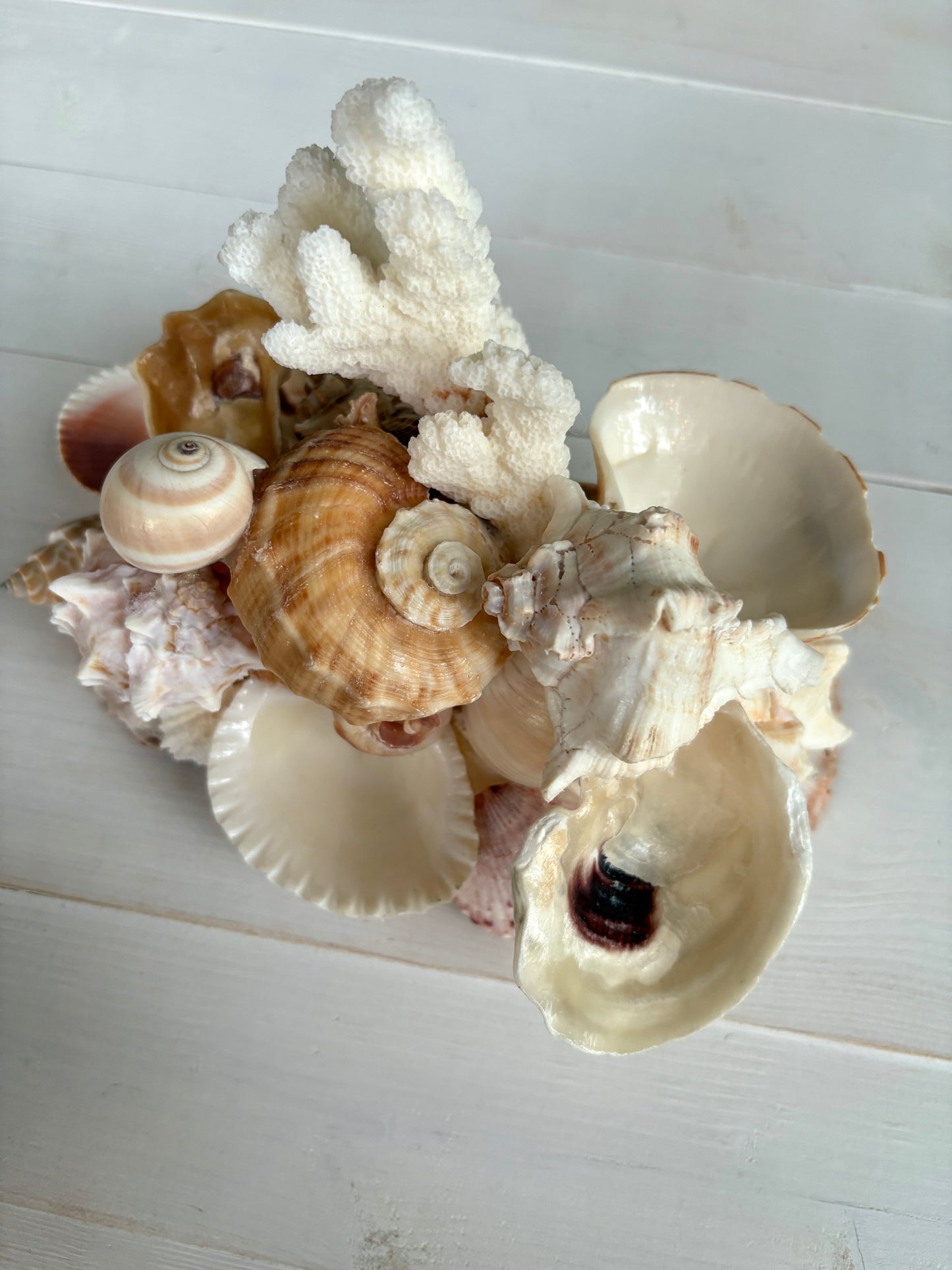 Seashell Jewelry Display, Jewelry Holder