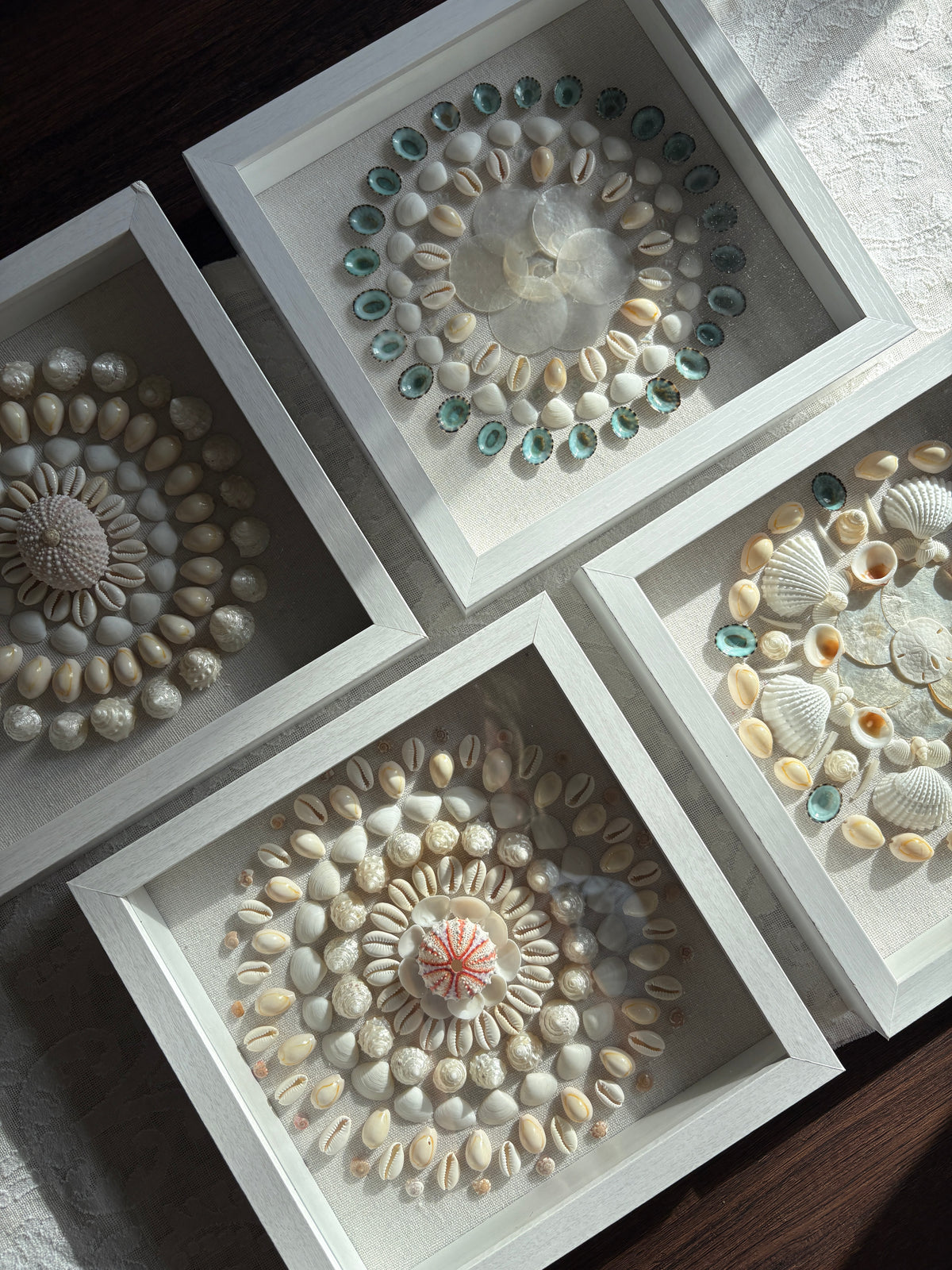 Shell Medallion Collection No. 3 | Framed Shell Art
