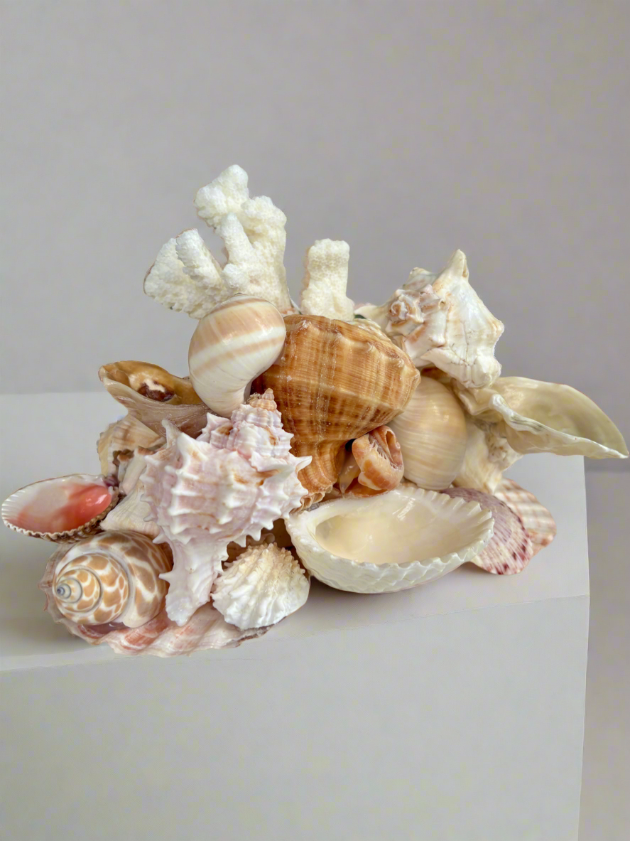 Seashell Jewelry Display, Jewelry Holder