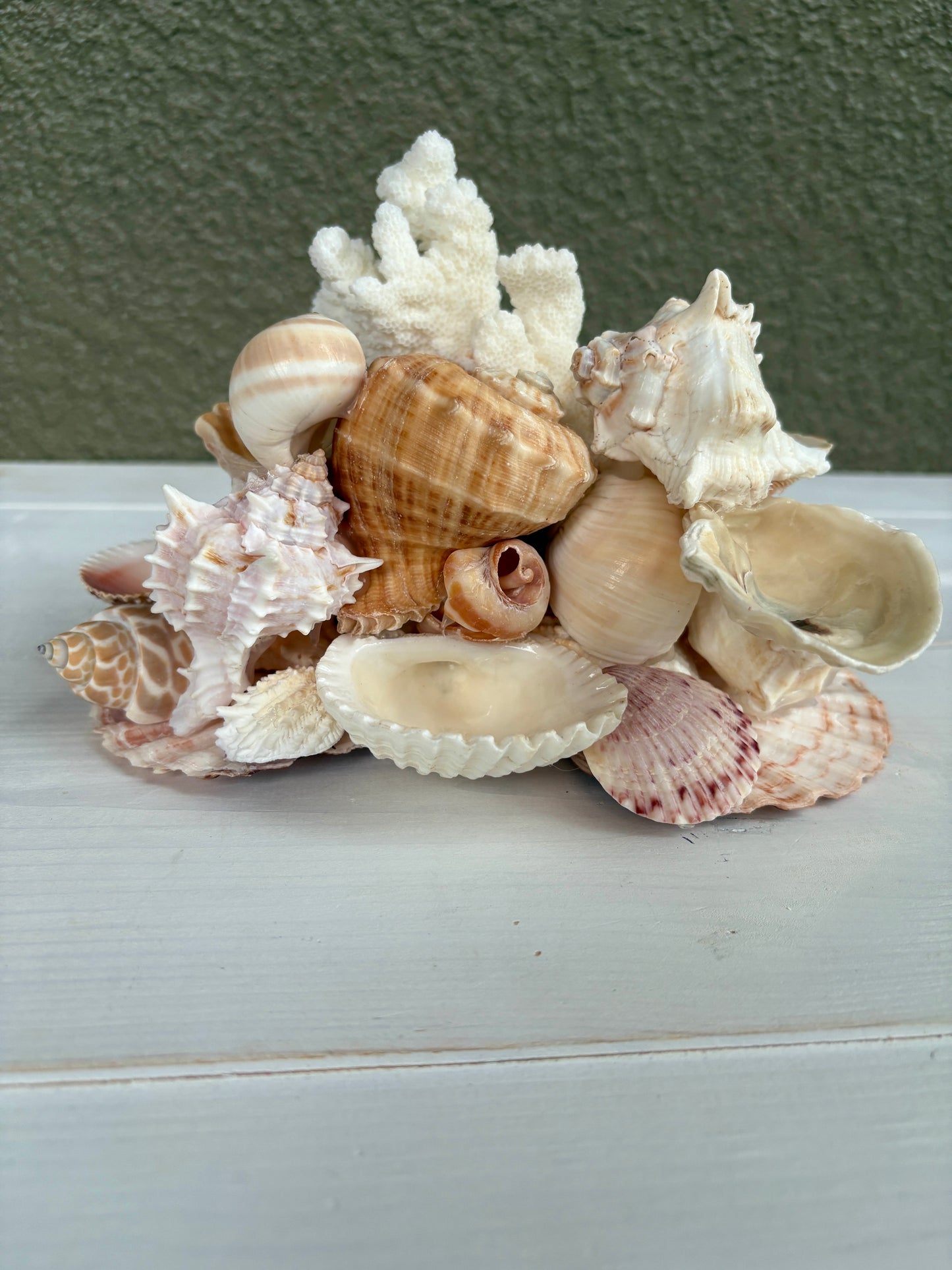 Seashell Jewelry Display, Jewelry Holder