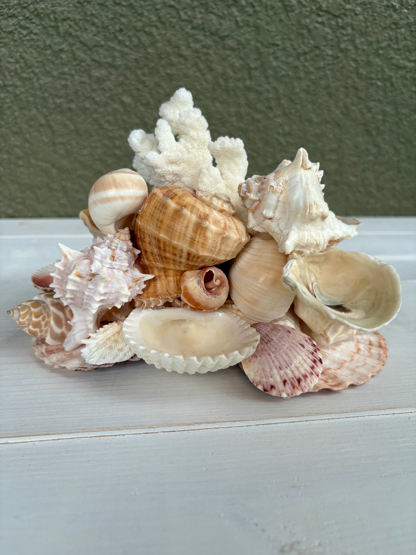 Seashell Jewelry Display, Jewelry Holder