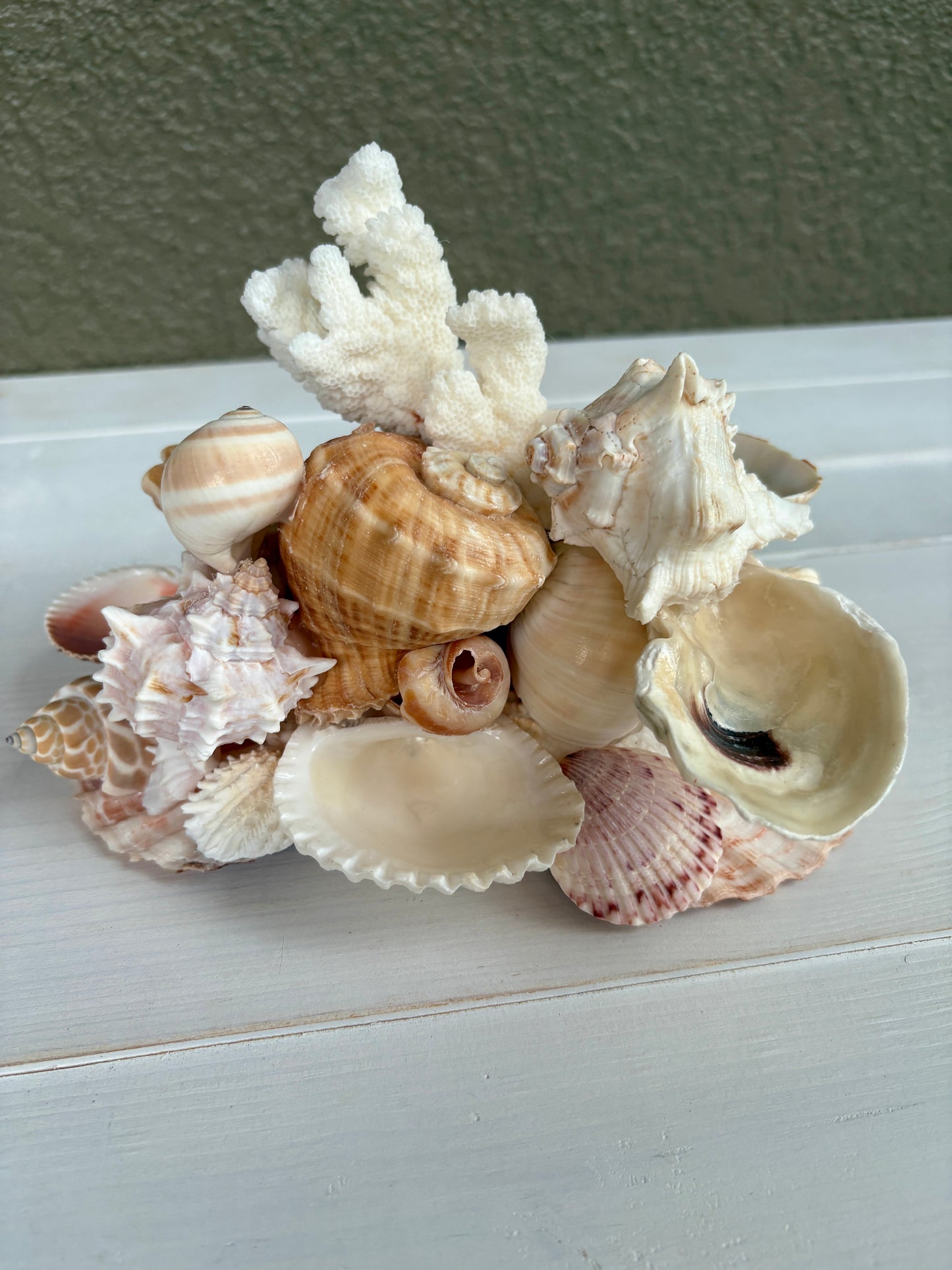 Seashell Jewelry Display, Jewelry Holder
