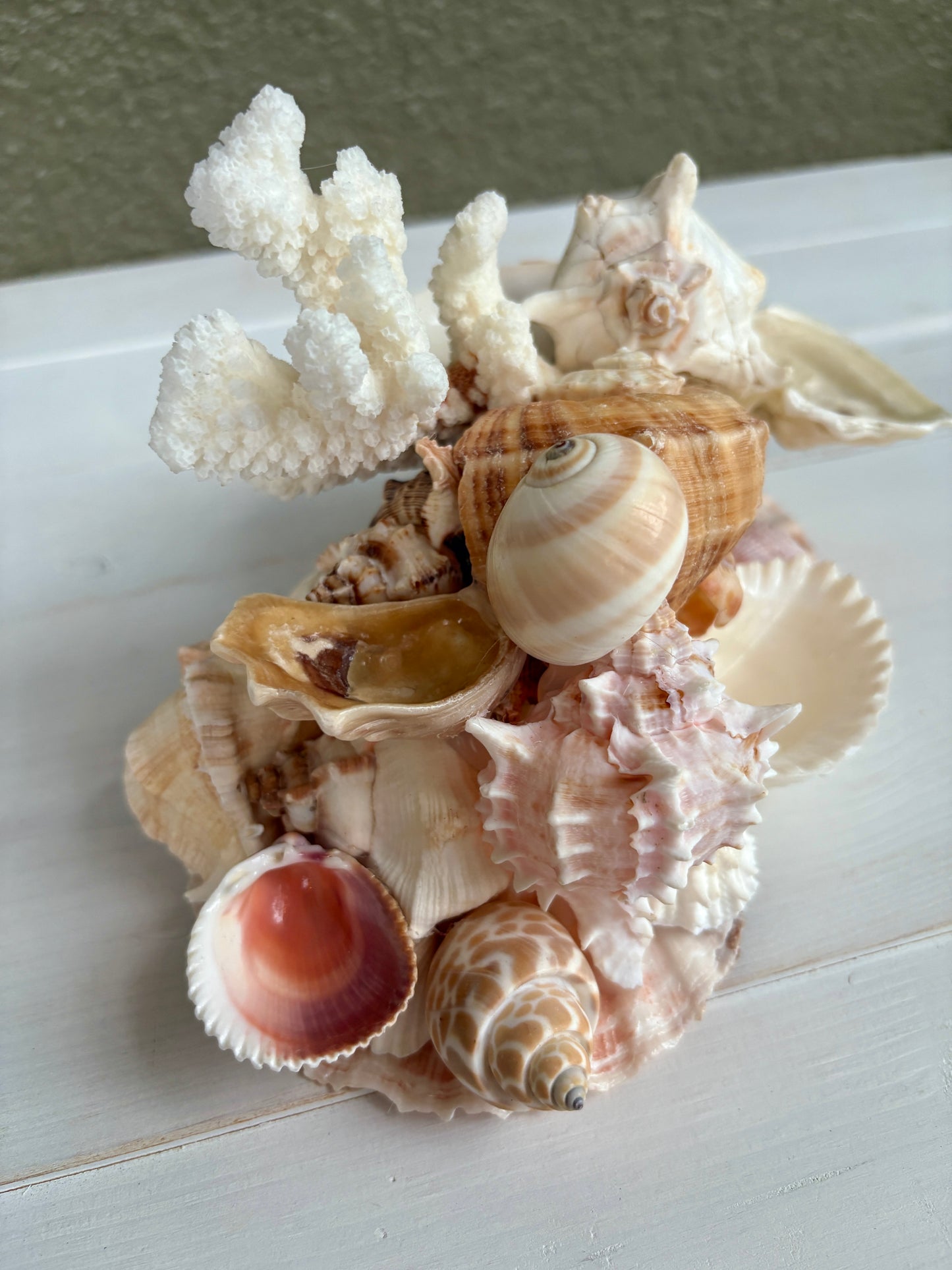 Seashell Jewelry Display, Jewelry Holder