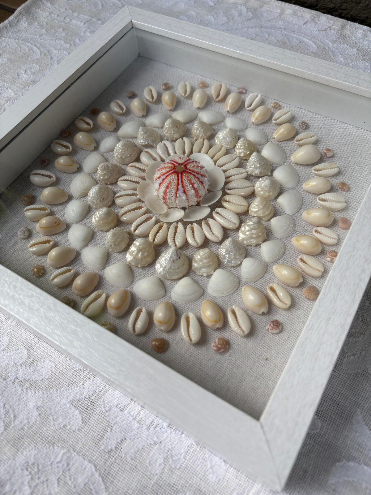 Shell Medallion Collection No. 3 | Framed Shell Art