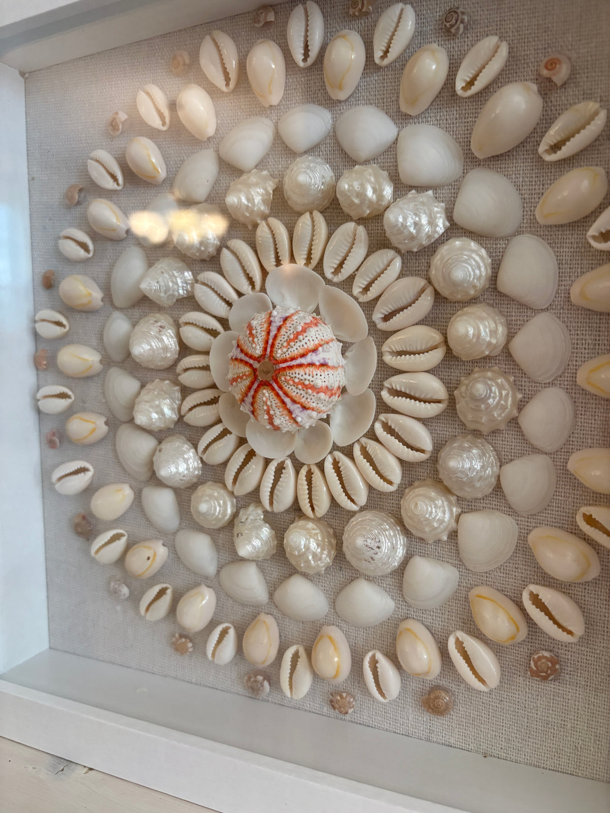 Shell Medallion Collection No. 3 | Framed Shell Art
