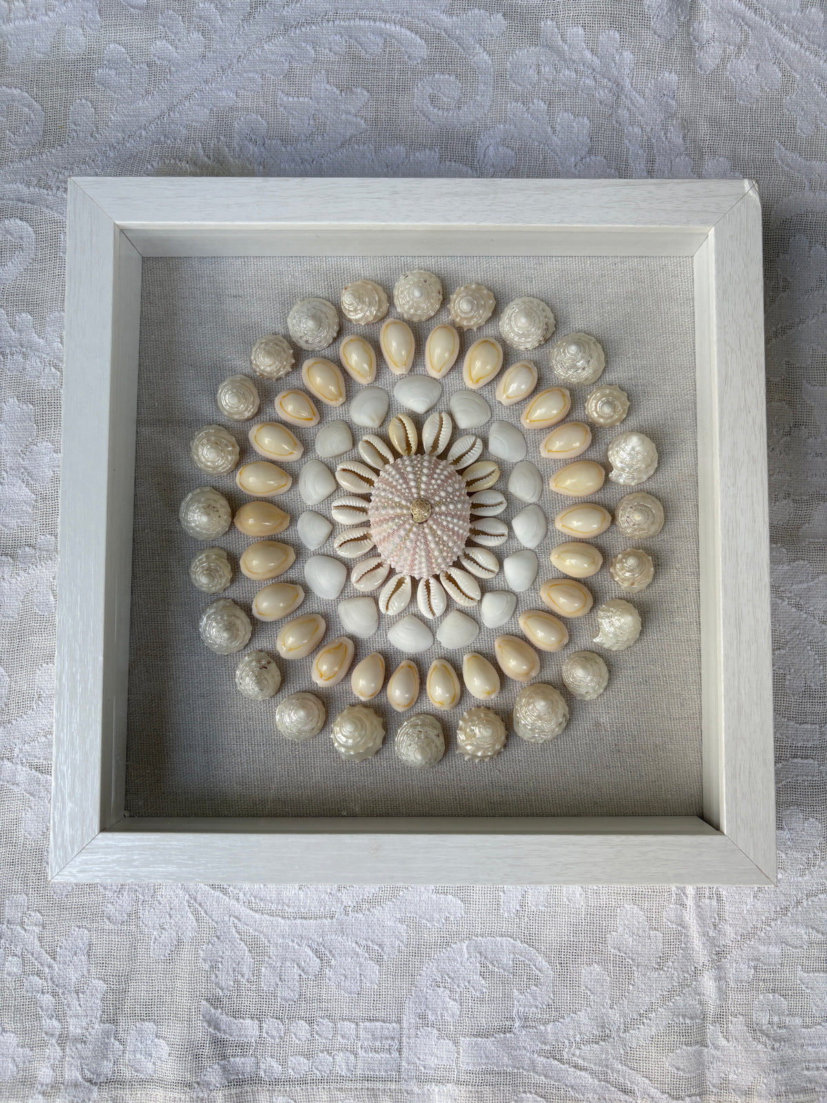 Shell Medallion Collection No. 4 | Framed Shell Art