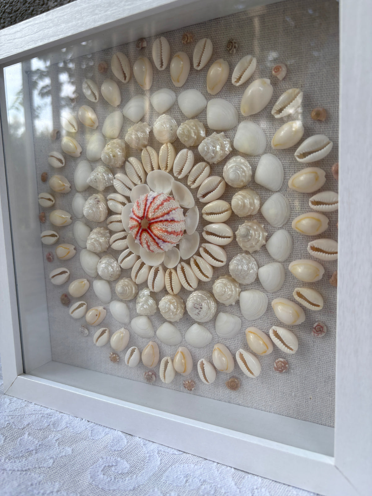 Shell Medallion Collection No. 3 | Framed Shell Art