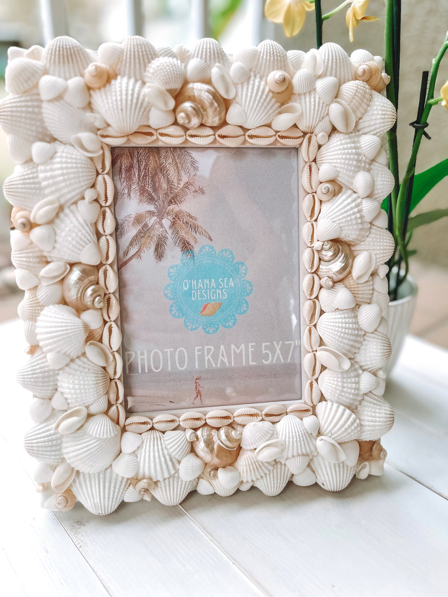 White Seashell Picture Frame with Pearlized Turbos, 4x6, 5x7, 8x10