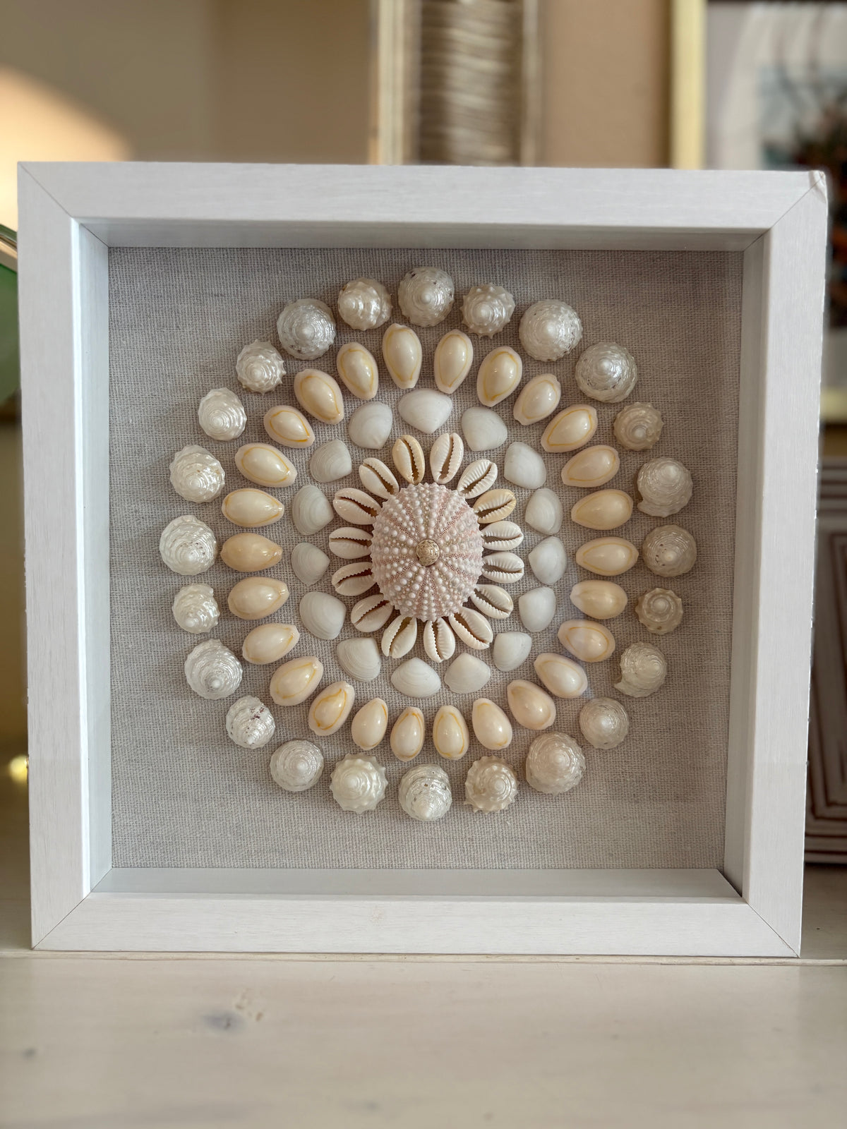Shell Medallion Collection No. 4 | Framed Shell Art