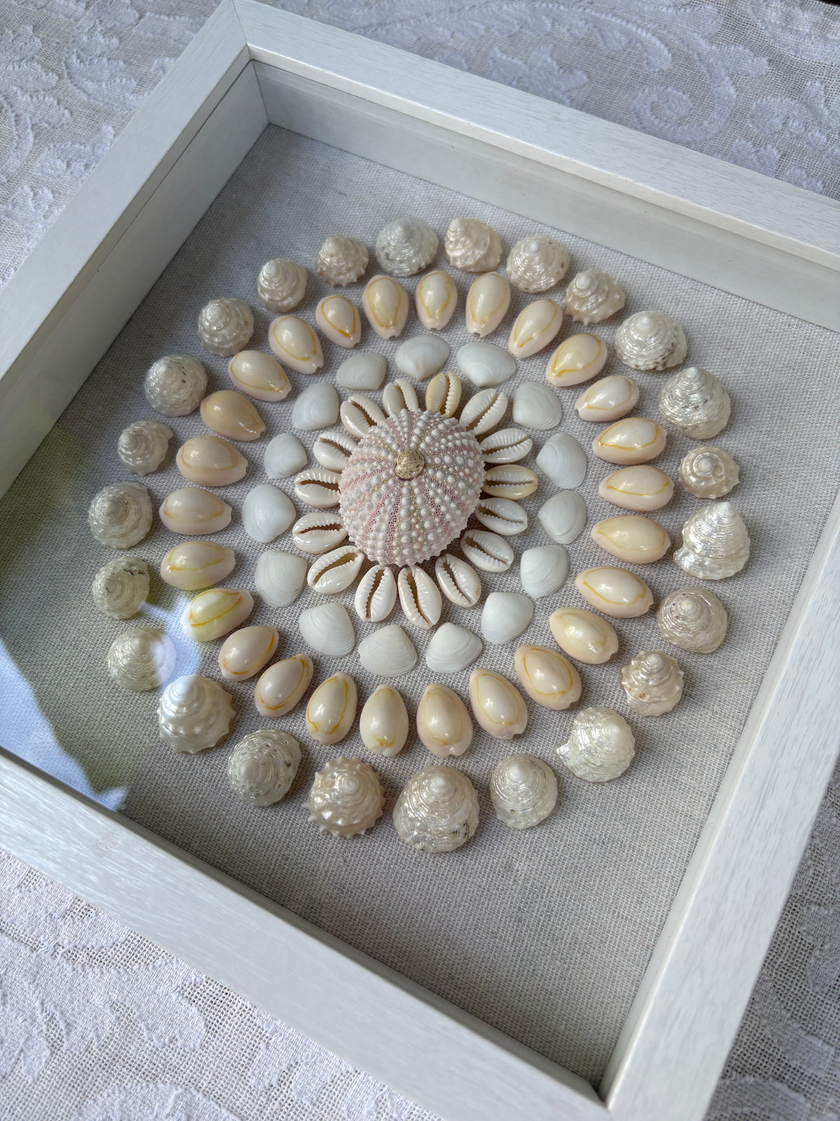Shell Medallion Collection No. 4 | Framed Shell Art