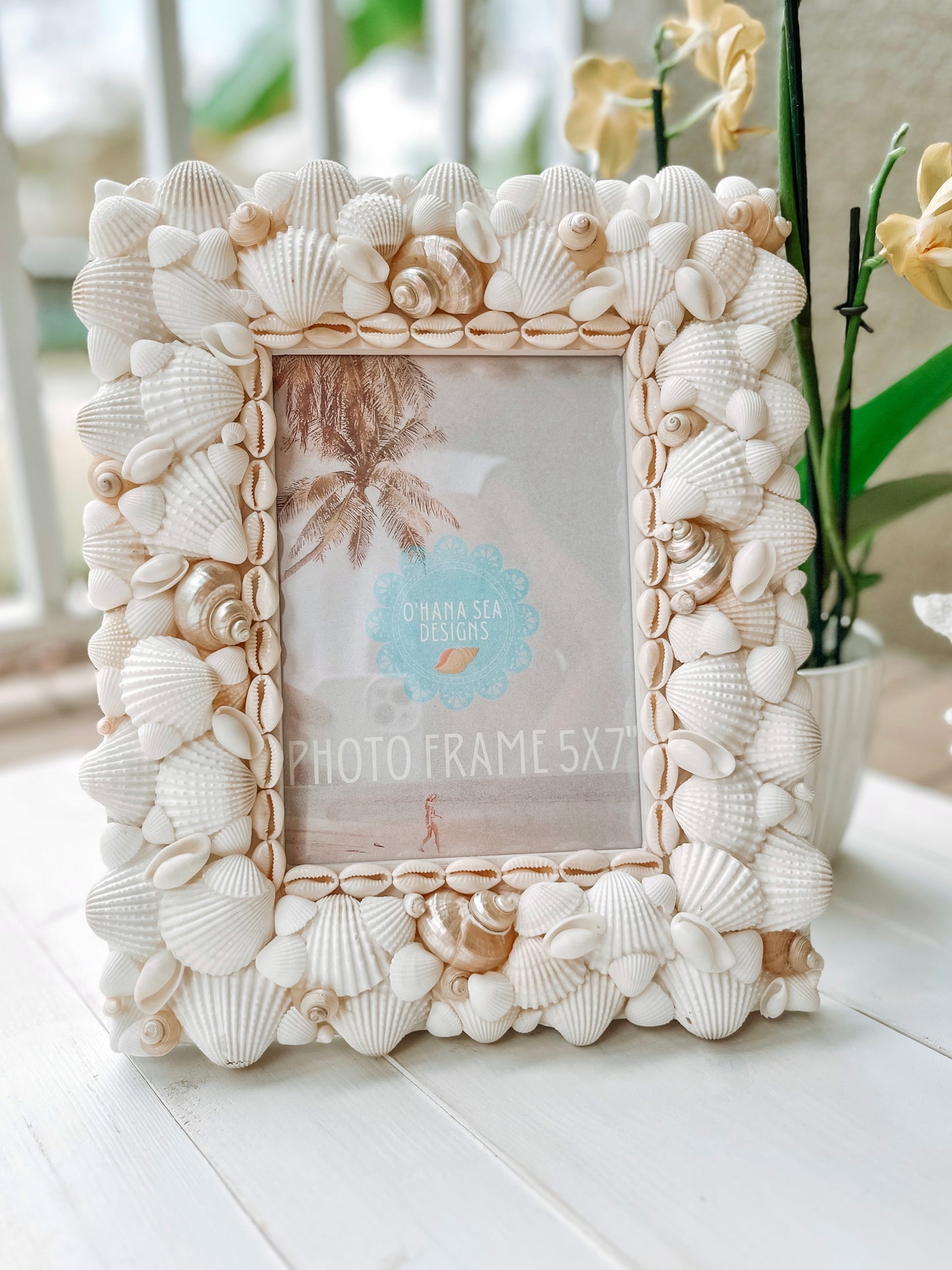 White Seashell Picture Frame with Pearlized Turbos, 4x6, 5x7, 8x10