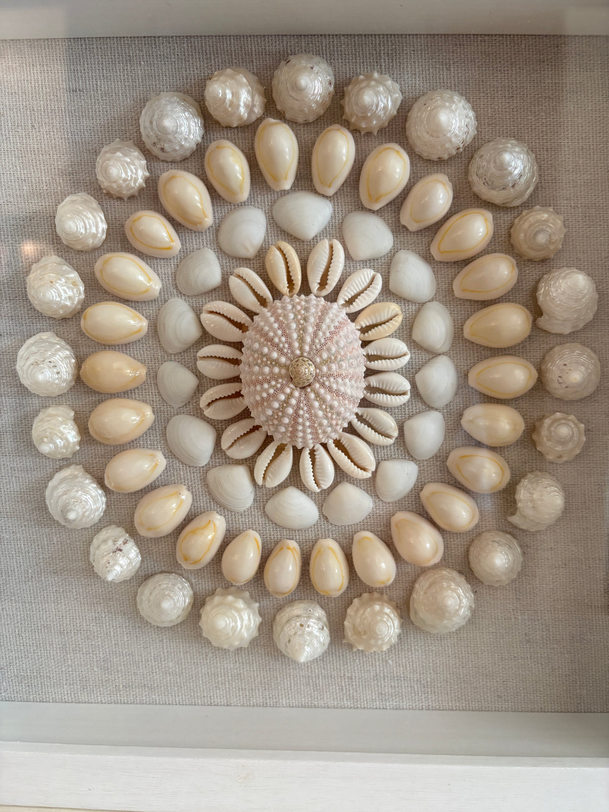 Shell Medallion Collection No. 4 | Framed Shell Art